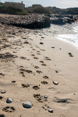 Fototapeta na wymiar Several dog tracks in the sand, in a beach seashore in Majorca. Can Curt beach, Ses Salines, Colonia de Sant Jordi.