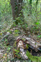 Old Trunk Tree by Morning in the Forest