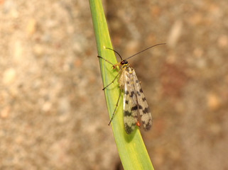 Wojsiłka