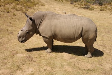 Obraz premium rhinoceros without horn in a safari park 