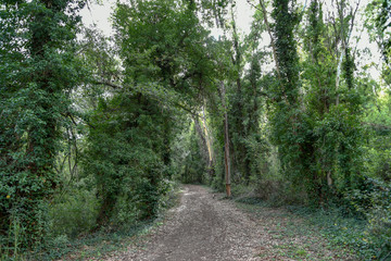 Fototapeta premium Ivy in the Forest by Morning on the Trees
