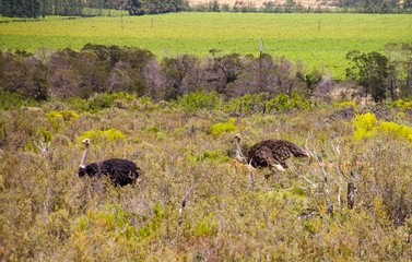 Two ostriches walking through grass land