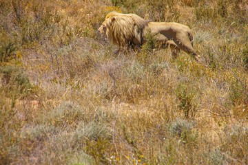 Lion walking through grassland