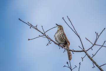 Brown thrasher bird