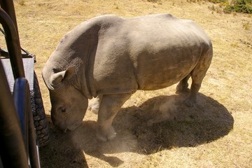 rhinoceros without horn in a safari park attacking a truck