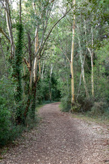 Forest by Morning with Big Trees and Path
