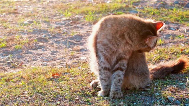 Slow motion young tabby cat cleaning its dorsal carefully on the ground in a park on a sunny day.