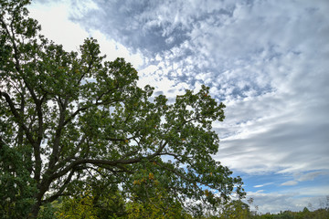 Oak Tree by Morning Near the Forest