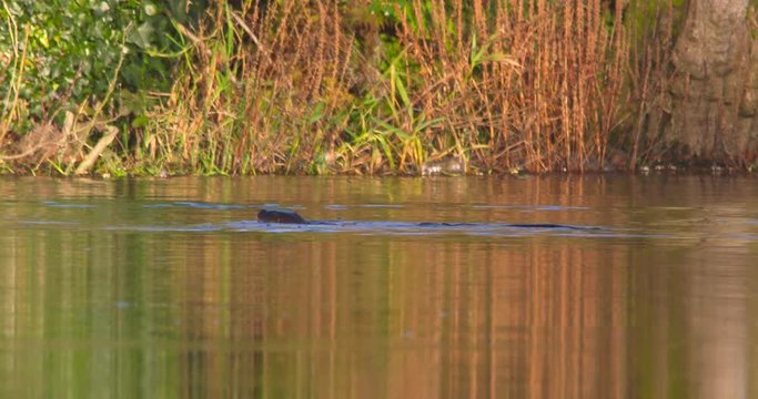 Otter emerges from underwater and dives under again slow motion