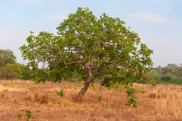 Fototapeta na wymiar small pequi tree in pasture