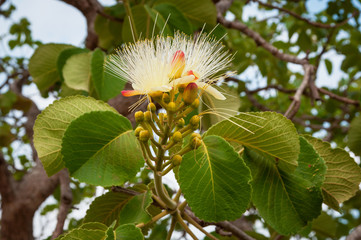 close-up of native pequi flower