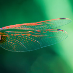 Aile de libellule © Arkuswork 