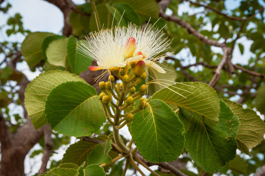 close-up of native pequi flower