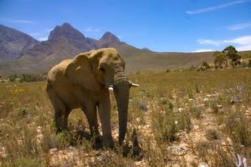 African elephant in a Safari park