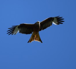 Obraz premium Red Kite