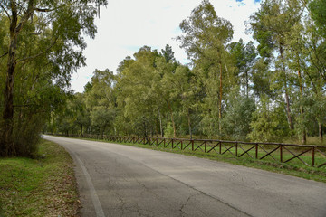 Forest Trees by Morning with Fence Near the Road