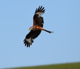 Red Kite