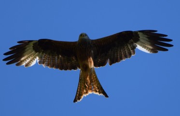 Red Kite