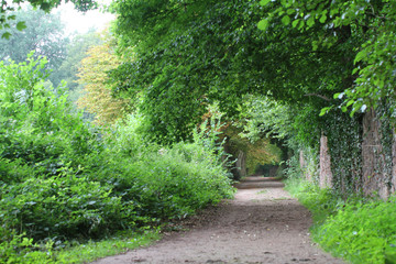 Waldweg im Sommer