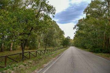 Forest Trees by Morning with Fence Near the Road
