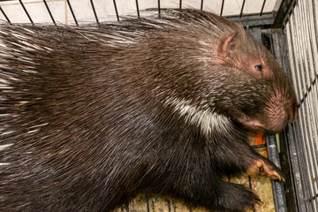 Large Porcupine, Common Porcupine, East Asian Porcupine. Close up of a big porcupine is relaxing