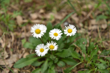 Camomile Flowers in the Grass by Morning at Spring