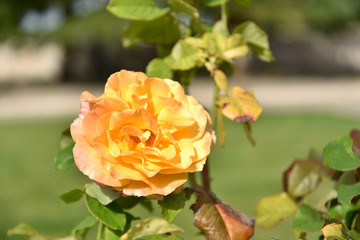 Yellow Roses on the Plant by Morning in the Garden