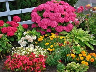 flowers in the garden
