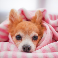 Closeup facing young brown puppy dog, Lovely chihuahua sleep in sweet pink blanket with flare warm  backlight in winter season