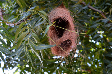 nest on the tree