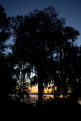 A majestic Cypress tree draped with Spanish Moss at sunrise,Lake Henderson,Florida