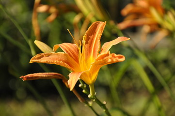 Obraz premium orange lily flower