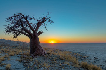 Single baobab tree at sunset on Kubu Island