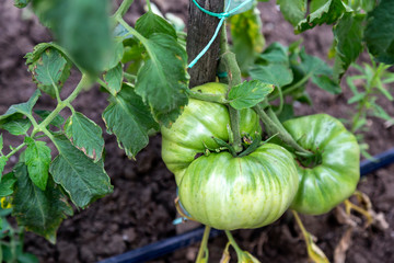 Organic green tomatoes