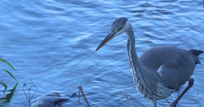 Grey Heron slowly walks along river and jabs into water catching fish