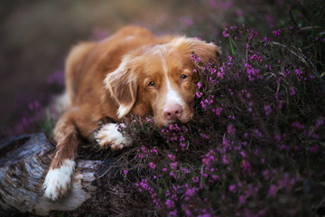 the dog lies in the colors of heather. Nova Scotia Duck Tolling Retriever in the forest. Pet on the...