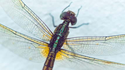 dragonfly closeup top shot