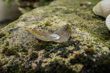 Goutte d'eau sur feuille morte