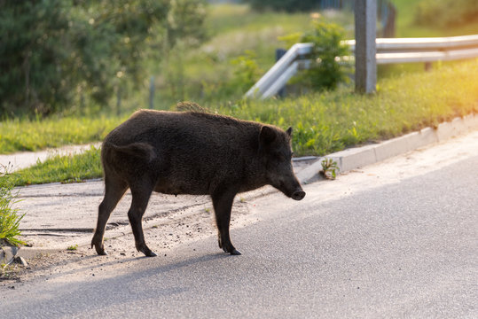 Wild boar walk on the street in the city and looks for food.