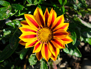 Close up of a colorful Gazania (African Daisy) flower in bright sunshine and green leave background.