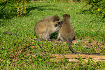 Vervet monkey (Chlorocebus pygerythrus) grooming and searching for parasites