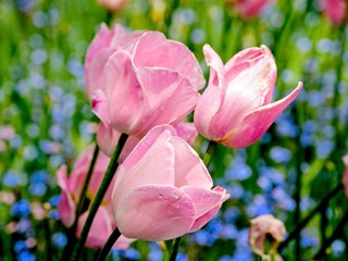 Pink tulips