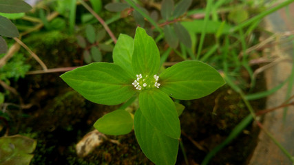 green plant in the garden