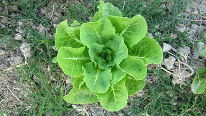 frutti della natura