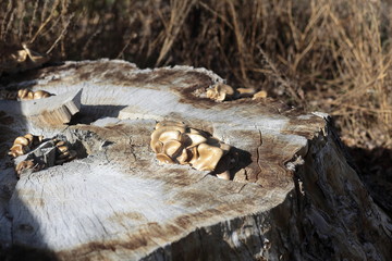 Tree stump with mushrooms