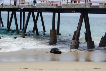 leon marino descansando en la orilla de la playa