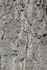 The bark of the tree. The texture of the wood.