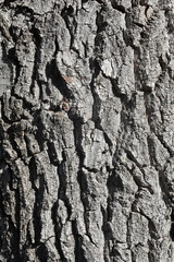 The bark of the tree. The texture of the wood.