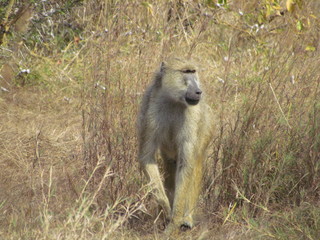 Adult yellow baboon (Papio cynocephalus) walking, Selous, Tanzania
