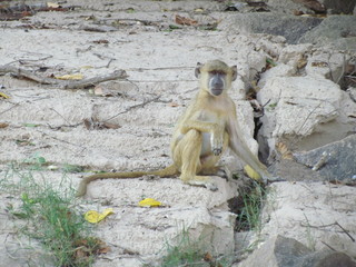 Obraz premium Juvenile male yellow baboon (Papio cynocephalus) sitting on a rock, Selous, Tanzania